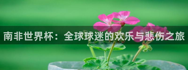 世界杯直播在线观看入口:南非世界杯:全球球迷的欢乐与悲伤之旅